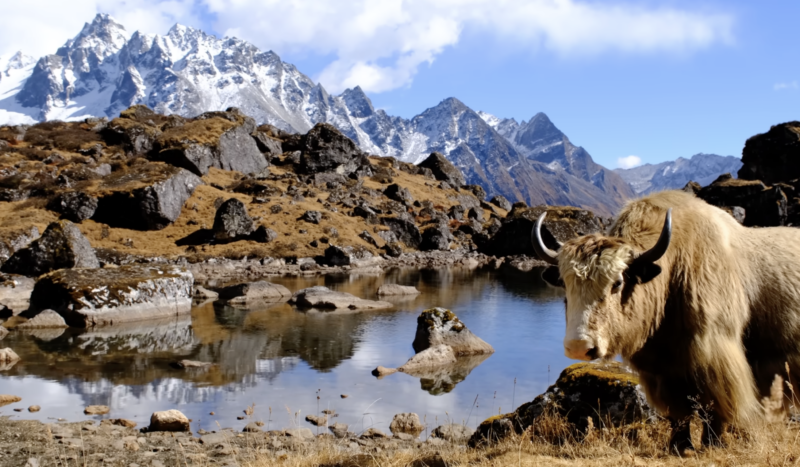 Kanchenjunga Circuit Trek